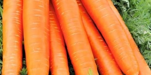 Šargarepa crveni div